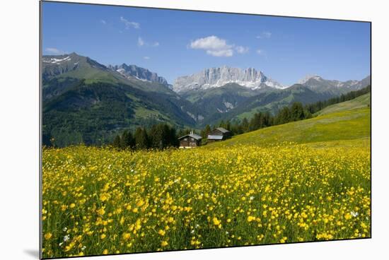 Alpine Meadow, Switzerland-Dr. Juerg Alean-Mounted Photographic Print