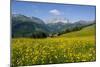 Alpine Meadow, Switzerland-Dr. Juerg Alean-Mounted Photographic Print