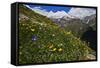 Alpine Meadow with Flowers, Mount Elbrus in the Distance, Caucasus, Russia, June 2008-Schandy-Framed Stretched Canvas