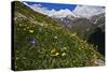 Alpine Meadow with Flowers, Mount Elbrus in the Distance, Caucasus, Russia, June 2008-Schandy-Stretched Canvas