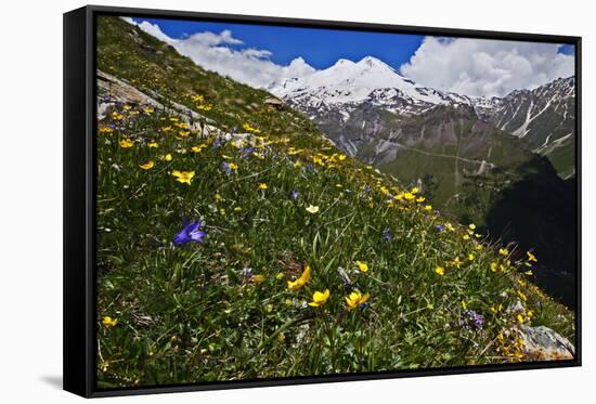 Alpine Meadow with Flowers, Mount Elbrus in the Distance, Caucasus, Russia, June 2008-Schandy-Framed Stretched Canvas