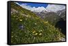 Alpine Meadow with Flowers, Mount Elbrus in the Distance, Caucasus, Russia, June 2008-Schandy-Framed Stretched Canvas