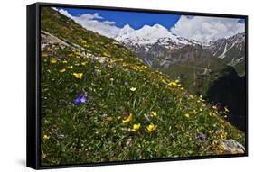 Alpine Meadow with Flowers, Mount Elbrus in the Distance, Caucasus, Russia, June 2008-Schandy-Framed Stretched Canvas