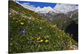 Alpine Meadow with Flowers, Mount Elbrus in the Distance, Caucasus, Russia, June 2008-Schandy-Stretched Canvas