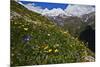 Alpine Meadow with Flowers, Mount Elbrus in the Distance, Caucasus, Russia, June 2008-Schandy-Mounted Photographic Print