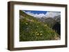 Alpine Meadow with Flowers, Mount Elbrus in the Distance, Caucasus, Russia, June 2008-Schandy-Framed Photographic Print