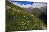 Alpine Meadow with Flowers, Mount Elbrus in the Distance, Caucasus, Russia, June 2008-Schandy-Mounted Photographic Print