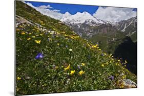 Alpine Meadow with Flowers, Mount Elbrus in the Distance, Caucasus, Russia, June 2008-Schandy-Mounted Photographic Print