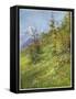 Alpine Meadow-John Fulleylove-Framed Stretched Canvas