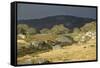 Alpine National Park-null-Framed Stretched Canvas