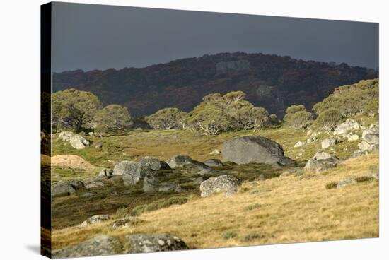 Alpine National Park-null-Stretched Canvas