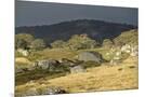 Wood Mount