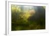 Alpine Newt (Triturus Alpestris) Chasing a Ball of Water Fleas, Fribourg, Switzerland, June-Roggo-Framed Photographic Print