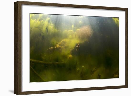 Alpine Newt (Triturus Alpestris) Chasing a Ball of Water Fleas, Fribourg, Switzerland, June-Roggo-Framed Photographic Print