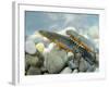 Alpine Newts, Side View, Two, Male-Harald Kroiss-Framed Photographic Print