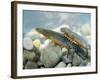 Alpine Newts, Side View, Two, Male-Harald Kroiss-Framed Photographic Print