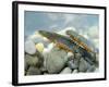 Alpine Newts, Side View, Two, Male-Harald Kroiss-Framed Photographic Print