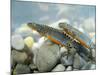 Alpine Newts, Side View, Two, Male-Harald Kroiss-Mounted Photographic Print