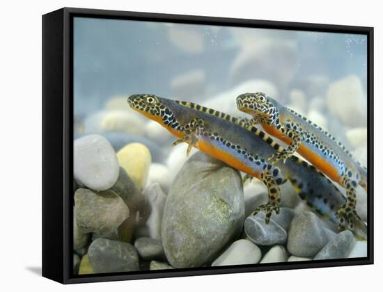 Alpine Newts, Side View, Two, Male-Harald Kroiss-Framed Stretched Canvas