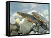 Alpine Newts, Side View, Two, Male-Harald Kroiss-Framed Stretched Canvas