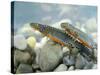 Alpine Newts, Side View, Two, Male-Harald Kroiss-Stretched Canvas