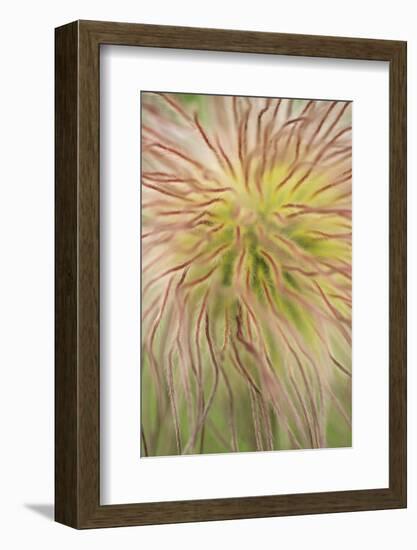 Alpine Pasque (Pulsatilla alpina) Close-up of seed head - Italy - July-Martin Withers-Framed Photographic Print