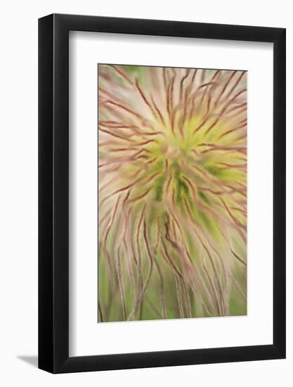 Alpine Pasque (Pulsatilla alpina) Close-up of seed head - Italy - July-Martin Withers-Framed Photographic Print