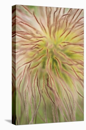 Alpine Pasque (Pulsatilla alpina) Close-up of seed head - Italy - July-Martin Withers-Stretched Canvas