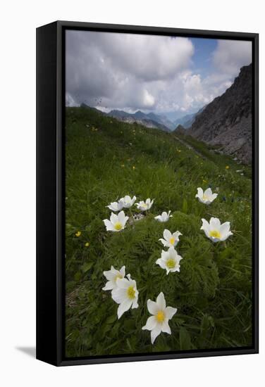 Alpine Pasqueflowers (Pulsatilla Alpina) in Flower, Liechtenstein, June 2009-Giesbers-Framed Stretched Canvas