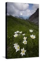 Alpine Pasqueflowers (Pulsatilla Alpina) in Flower, Liechtenstein, June 2009-Giesbers-Stretched Canvas