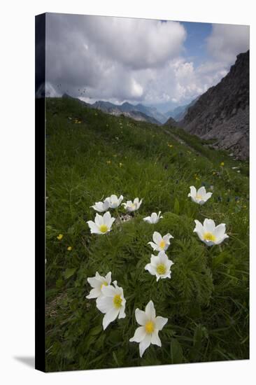 Alpine Pasqueflowers (Pulsatilla Alpina) in Flower, Liechtenstein, June 2009-Giesbers-Stretched Canvas