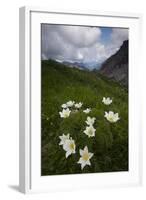 Alpine Pasqueflowers (Pulsatilla Alpina) in Flower, Liechtenstein, June 2009-Giesbers-Framed Photographic Print