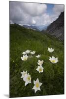 Alpine Pasqueflowers (Pulsatilla Alpina) in Flower, Liechtenstein, June 2009-Giesbers-Mounted Photographic Print