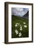 Alpine Pasqueflowers (Pulsatilla Alpina) in Flower, Liechtenstein, June 2009-Giesbers-Framed Photographic Print