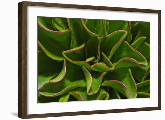 Alpine Plant the Snow King in Early Spring-Daniel Gambino-Framed Photographic Print