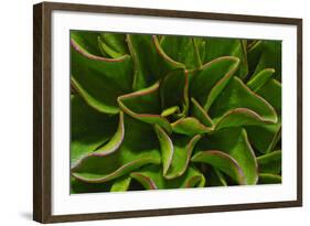 Alpine Plant the Snow King in Early Spring-Daniel Gambino-Framed Photographic Print