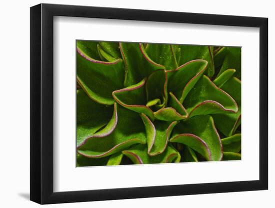 Alpine Plant the Snow King in Early Spring-Daniel Gambino-Framed Photographic Print