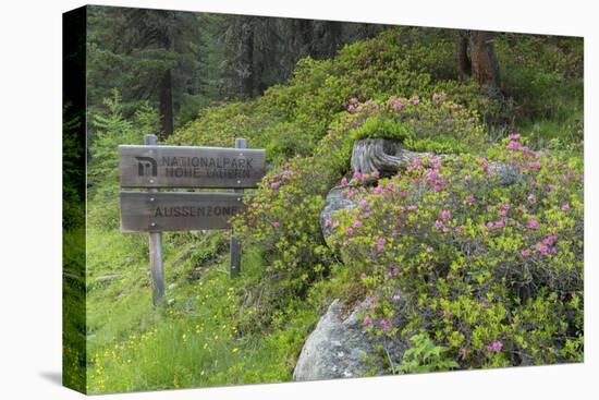 Alpine Rose, Swiss Pine Wood, National Park Hohe Tauern, Tyrol, Austria-Rainer Mirau-Stretched Canvas