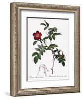 Alpine Rose Varietal-Pierre Joseph Redoute-Framed Giclee Print