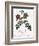 Alpine Rose Varietal-Pierre Joseph Redoute-Framed Giclee Print