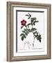 Alpine Rose Varietal-Pierre Joseph Redoute-Framed Giclee Print