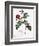 Alpine Rose Varietal-Pierre Joseph Redoute-Framed Giclee Print