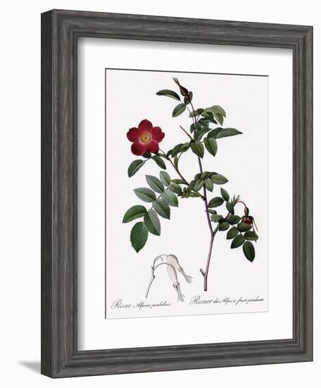 Alpine Rose Varietal-Pierre Joseph Redoute-Framed Giclee Print