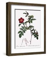 Alpine Rose Varietal-Pierre Joseph Redoute-Framed Giclee Print