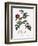 Alpine Rose Varietal-Pierre Joseph Redoute-Framed Giclee Print