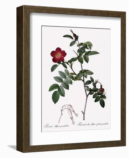 Alpine Rose Varietal-Pierre Joseph Redoute-Framed Giclee Print