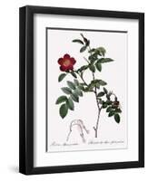 Alpine Rose Varietal-Pierre Joseph Redoute-Framed Giclee Print