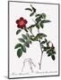 Alpine Rose Varietal-Pierre Joseph Redoute-Mounted Giclee Print