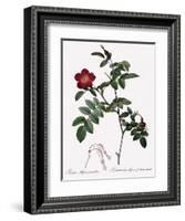 Alpine Rose Varietal-Pierre Joseph Redoute-Framed Giclee Print