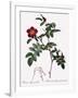 Alpine Rose Varietal-Pierre Joseph Redoute-Framed Giclee Print